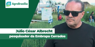 Embrapa lança cultivares de trigo mais resistentes ao calor e à seca