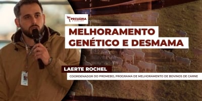 Desmama se desponta como etapa estratégica nos programas de melhoramento genético dos bovinos