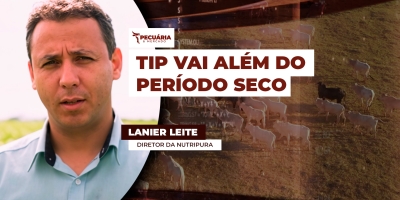 Estratégia prevê o uso de TIP durante a safra para acelerar  produção com melhor desempenho no ganho de peso dos animais