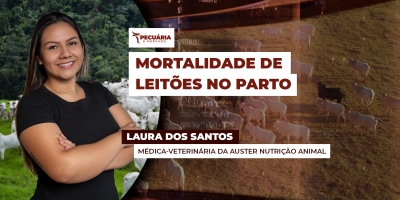 Cuidados para evitar a morte de leitões durante e após o parto tem impacto direto nos resultados do plantel