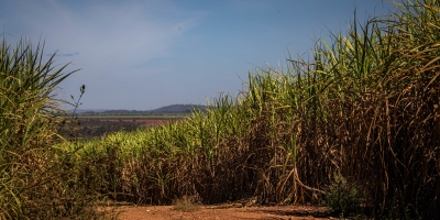 Asplan realiza lançamento de safra 2025/2026 e abre oficialmente o período da colheita da cana-de-açúcar na Paraíba