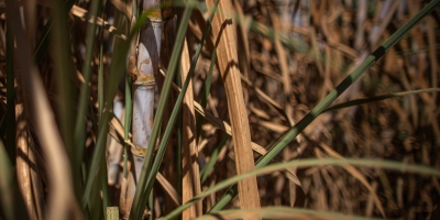 Mercado do açúcar recua em sessão de ajustes, mas mantém radar nos fundamentos