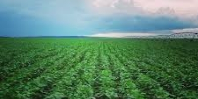 Plano Safra 2026: Governo cria grupo de trabalho para avaliar impactos do El Niño na agropecuária brasileira