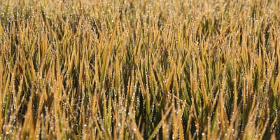 Arroz para exportação alcança R$ 90 por saca após retomada das compras