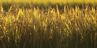 Arrozeiros pedem mudanças na MP 1.376/2026, que trata da renegociação de dívidas agrícolas