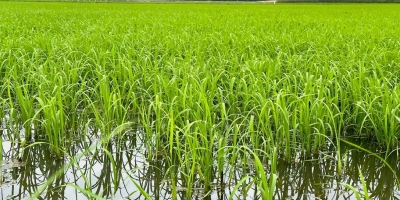 Possibilidade de chuvas acima da média nos próximos meses acende alerta para desenvolvimento do arroz em SC