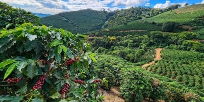 Valor Bruto da Produção agropecuária mineira tem estimativa recorde de R$ 168,1 bilhões neste ano
