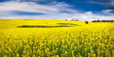 Após dobrar área no RS, canola tem lavouras em que produtores avaliam se compensa colher