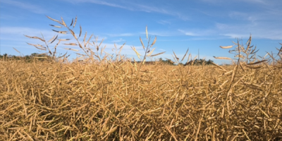 Canola segue em colheita no Rio Grande do Sul