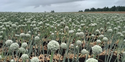 Olerícolas de consumo e de sementes têm bom potencial produtivo no RS