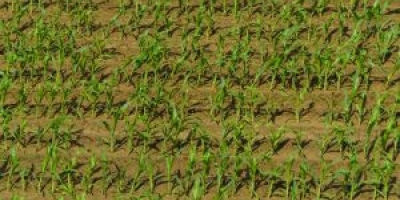 Com o plantio da safrinha perto de 100%, inscrições para concurso de produtividade também entram na reta final