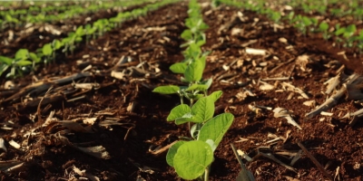 Pátria: Brasil tem quase 20% de área plantada, superando forte mesmo período de 2025