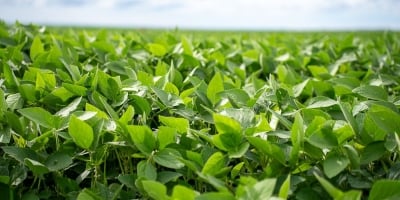 Aprosoja MT destaca importância da prorrogação do diferimento do ICMS para fertilizantes em Mato Grosso