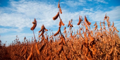 Soja começa nova semana em alta na Bolsa de Chicago e volta a focar fundamentos nesta 2ª