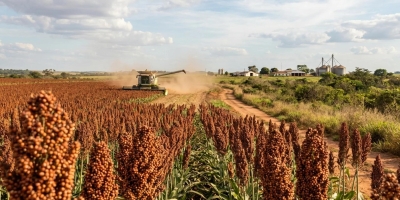 Brasil salta de 105 toneladas para quase 791 mil toneladas exportadas de sorgo entre janeiro e setembro