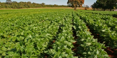 Primeiros dias do feijão exigem atenção do agricultor