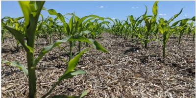 Plantio do milho avança e chega em 46,7% no Brasil; MT já semeou 66% e PR vai à 45%