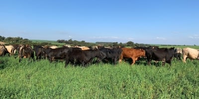 SIA fecha 2025 com resiliência no agro e projeta retomada estruturada para 2026