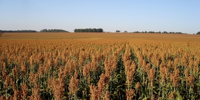 Goiás lidera três culturas agrícolas no país e produz 20,3 milhões de toneladas de soja