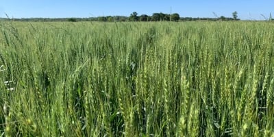 Plantio do trigo está quase finalizado no Paraná e lavouras se desenvolvem bem