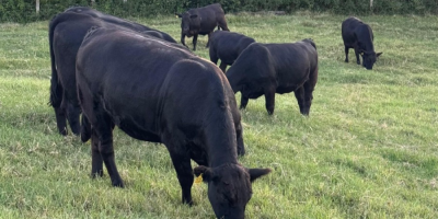 Leilões de terneiros registram nova valorização e reforçam tendência de alta em SC