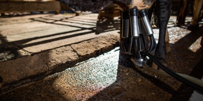 Chuvas acendem alerta para doenças em vacas leiteiras; perdas podem chegar a 98% da margem bruta