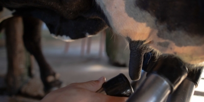 Brasil lidera ranking global de produção de leite por vaca com uso de tecnologia