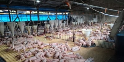 Licenciamento ambiental impulsiona suinocultura e fortalece produção sustentável no Acre