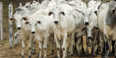 FGV: Pecuária moderna brasileira fará emissões caírem pelo menos 79,9% até 2050