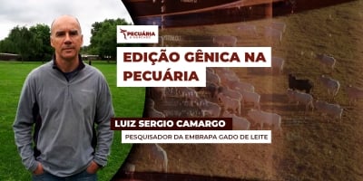 Edição gênica com Angus avança com tropicalização da raça e menor infestação de carrapato em estudo