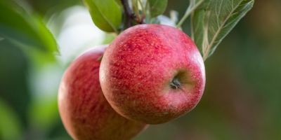 Maçã/Cepea: Preços fecham a semana mais próximos da estabilidade