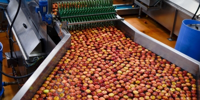 Safra da Maçã 2025/2026 abre oficialmente com expectativa de retorno aos patamares médios históricos e frutos de alta qualidade