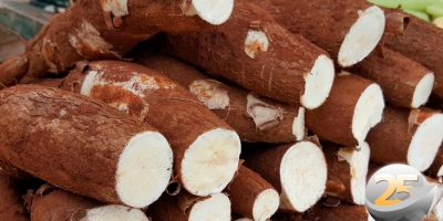 Mandioca/Cepea: Baixa oferta sustenta alta da raiz; demanda enfraquecida pressiona derivados