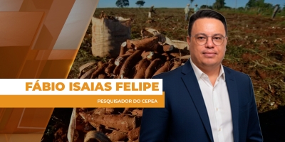 Mercado da mandioca busca equilíbrio entre oferta e demanda para mitigar cenário baixista dos preços