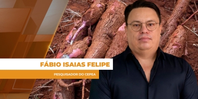 Mandioca acumula oito semanas de valorizações, mas preços ainda não são atrativos aos produtores