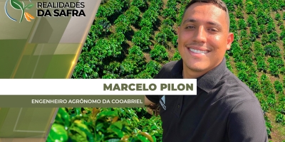 Nova safra de conilon do ES se desenvolve com boas condições climáticas; produtores atentos ao mercado