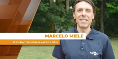 Como estão os custos de produção na suinocultura?