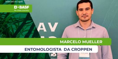 Clima favorece avanço do Sphenophorus e controle da praga se torna mais desafiador