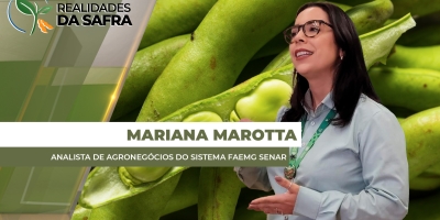 Produção de feijão cresce em Minas Gerais e estado sustenta liderança no Sudeste