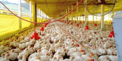 Mato Grosso do Sul abre consulta pública para controle de Salmonella em aviários comerciais