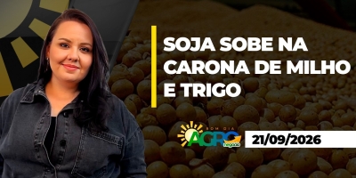 Geopolítica puxa soja e grãos na CBOT nesta 2ª feira (21); plantio da soja parado nos EUA
