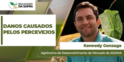 Percevejo pode reduzir vigor, valor comercial e desempenho das lavouras de grãos