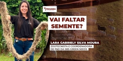 Queda de 55% na produção de sementes de ruziziensis acende alerta para a próxima safra