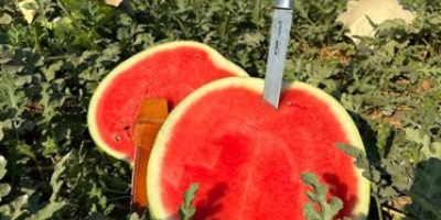 Melancia/Cepea: Preparos nas últimas áreas da safrinha de Marília (SP) são finalizados