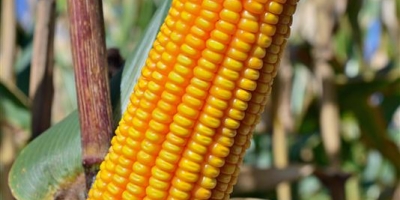 Morgan apresenta lançamentos e portfólio voltado à produtividade nas feiras do Centro-Oeste