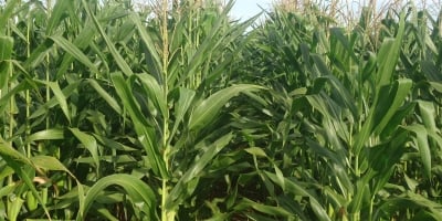 Plantio do milho verão passa de 70% no Brasil