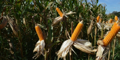Primeiras lavouras de milho segunda safra começam a entrar em maturação, aponta Conab