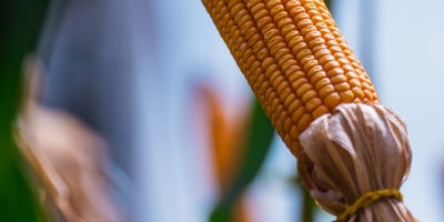 Supra Sementes lança híbridos de milho com alto teto produtivo para disputar liderança da safrinha