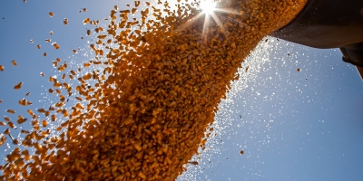 Colheita do milho avança no Paraná e Deral destaca problemas de produtividade em algumas regiões