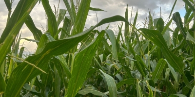 Chuva escassa piora condição da segunda safra de milho do Paraná, diz Deral